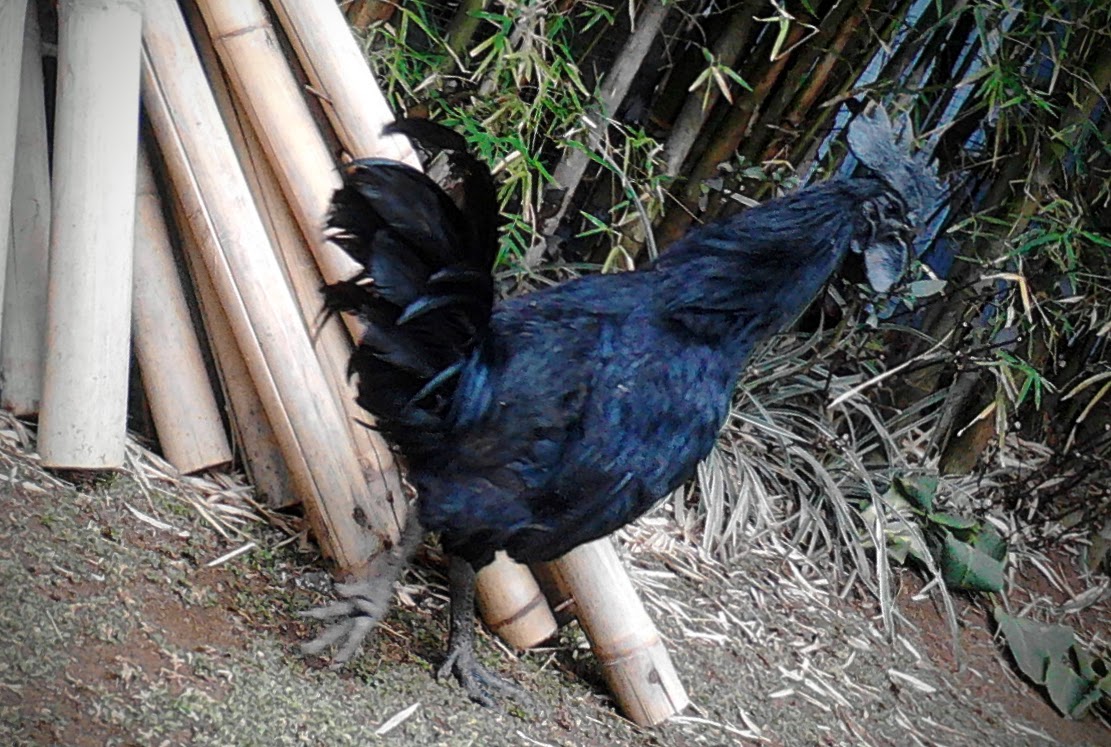 Detail Ayam Hitam Putih Nomer 29