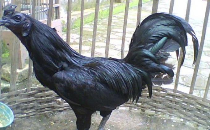 Detail Ayam Hitam Semua Nomer 18