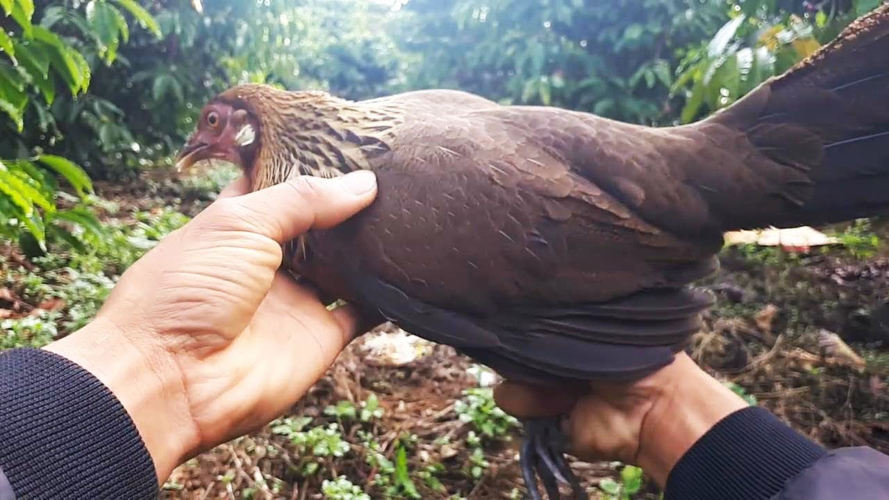 Detail Ayam Hutan Bulu Betina Nomer 10