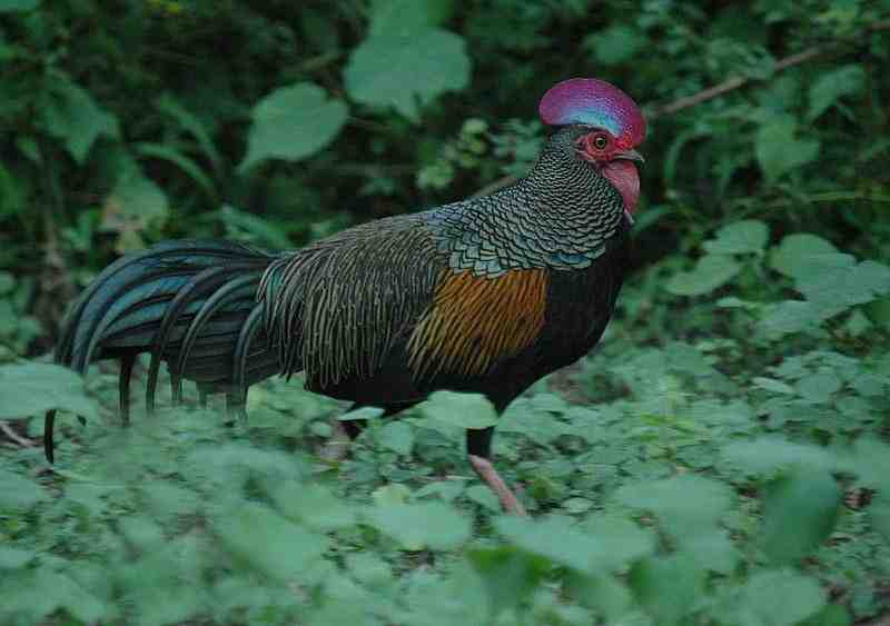 Detail Ayam Hutan Bulu Betina Nomer 12