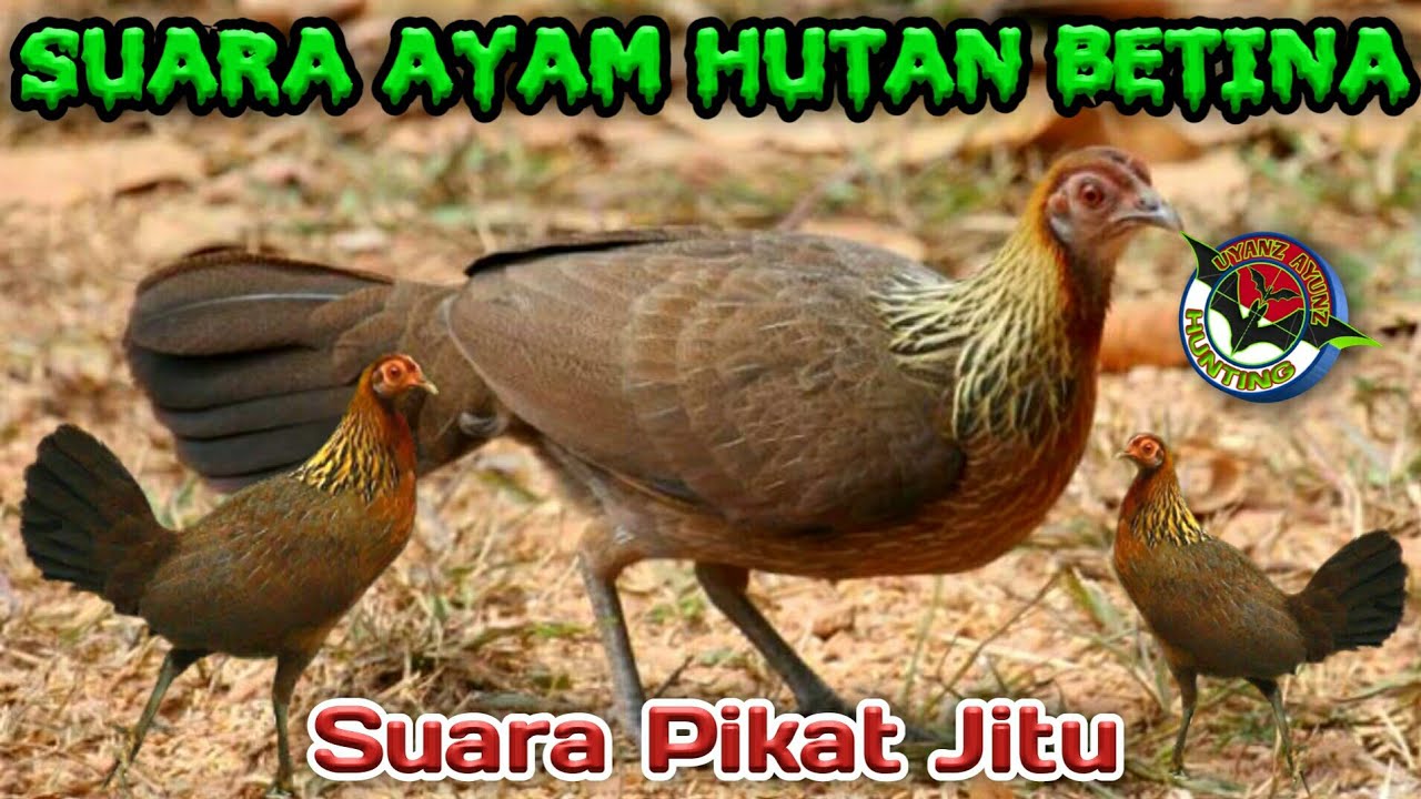 Detail Ayam Hutan Bulu Betina Nomer 15