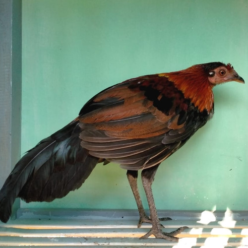 Detail Ayam Hutan Bulu Betina Nomer 16