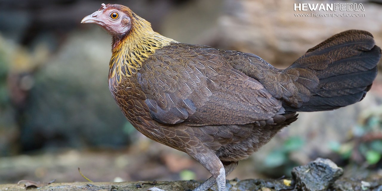 Detail Ayam Hutan Bulu Betina Nomer 3