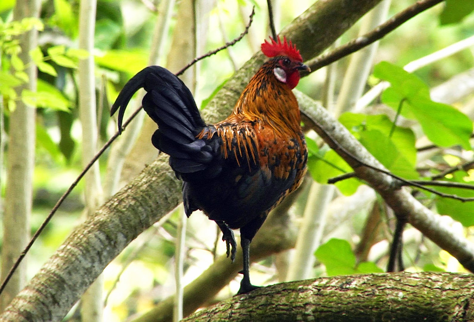 Detail Ayam Hutan Bulu Betina Nomer 23