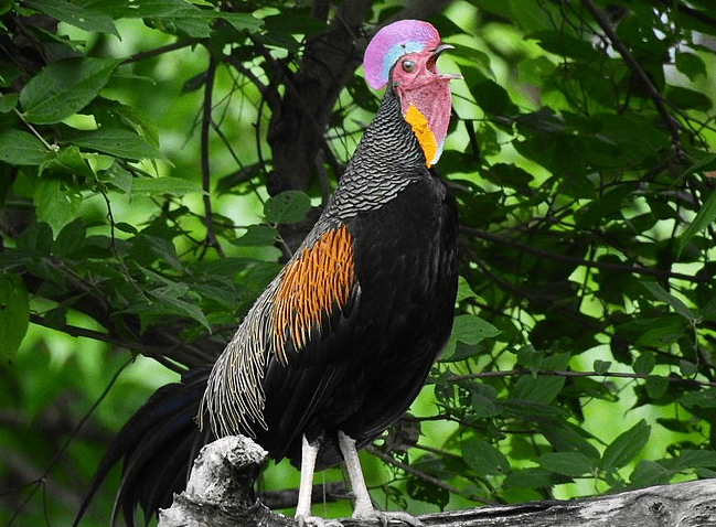 Detail Ayam Hutan Bulu Betina Nomer 28