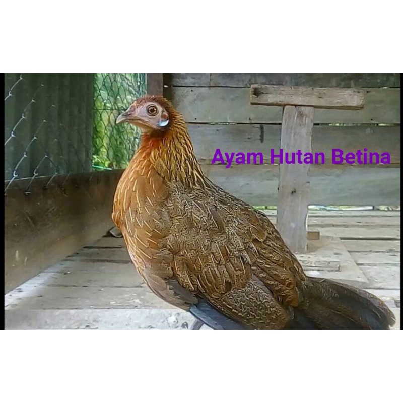 Detail Ayam Hutan Bulu Betina Nomer 46