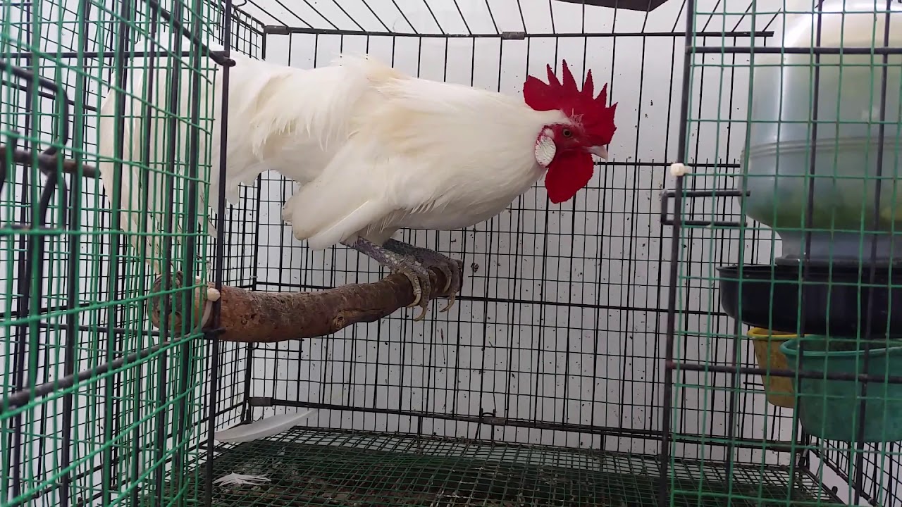 Ayam Hutan Putih - KibrisPDR