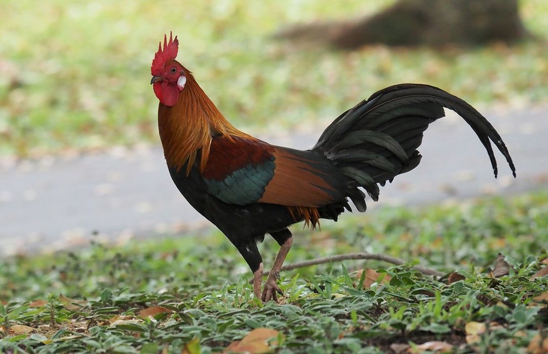 Detail Ayam Hutan Putih Nomer 26