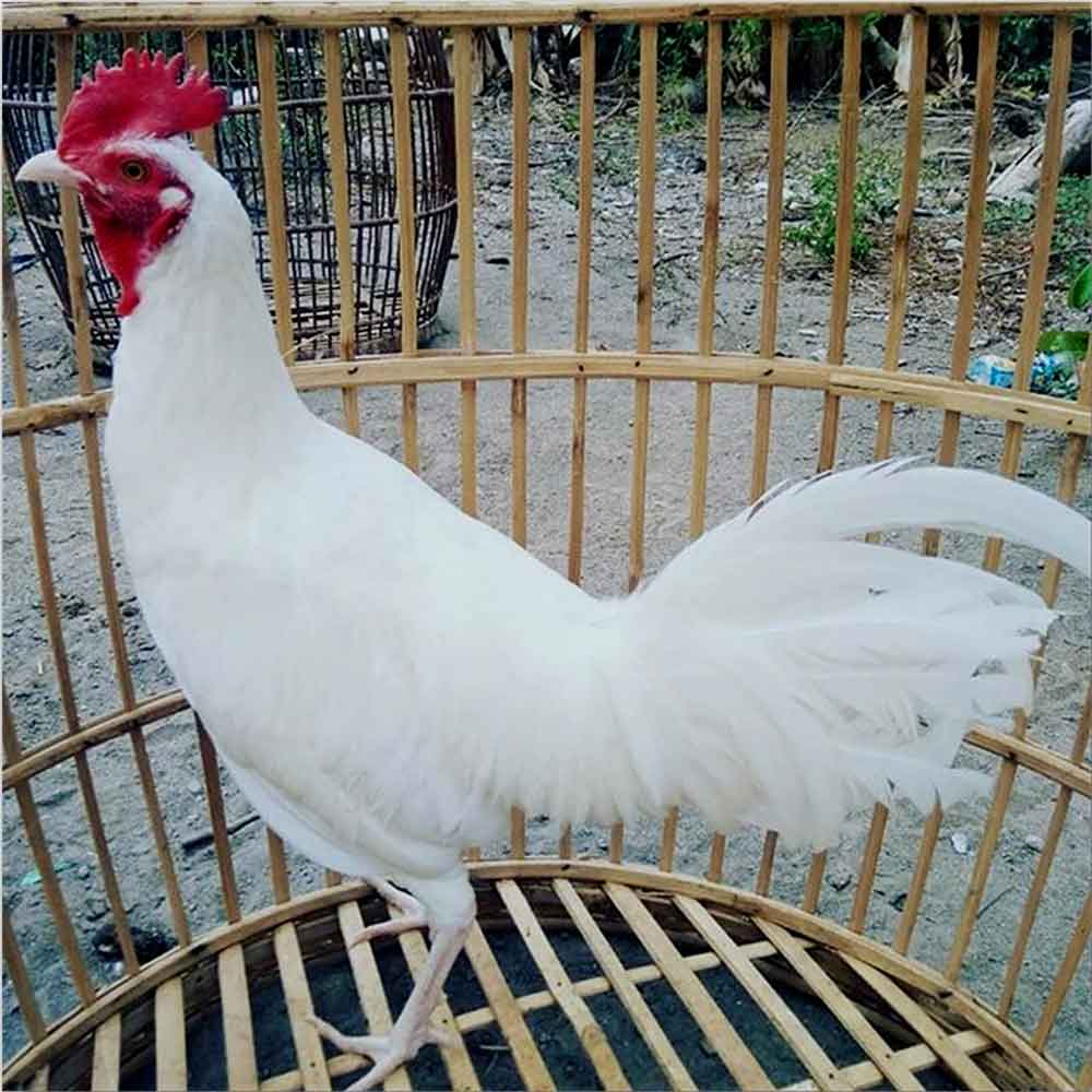 Detail Ayam Hutan Putih Nomer 7