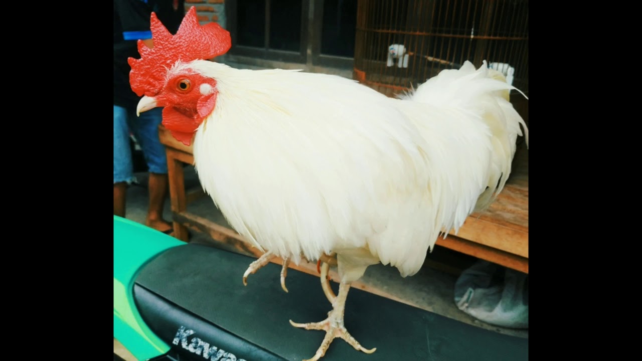 Detail Ayam Hutan Putih Nomer 9