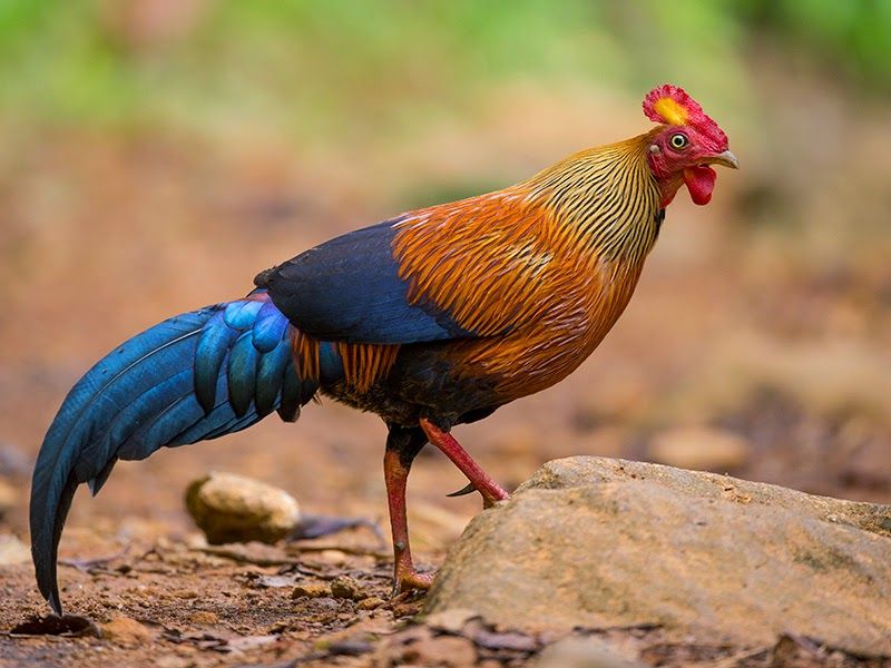 Detail Ayam Hutan Sri Lanka Nomer 2