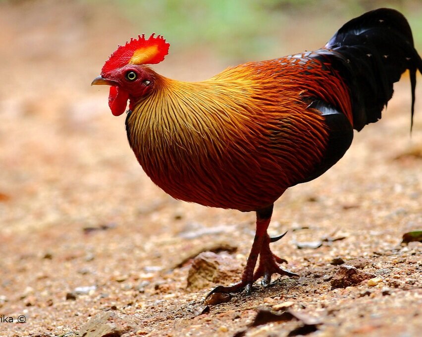 Download Ayam Hutan Sri Lanka Nomer 12