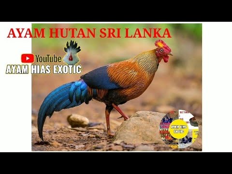 Detail Ayam Hutan Sri Lanka Nomer 14