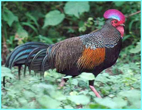 Detail Ayam Hutan Sri Lanka Nomer 15