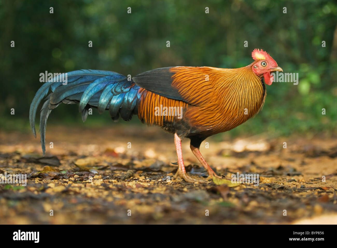 Detail Ayam Hutan Sri Lanka Nomer 18