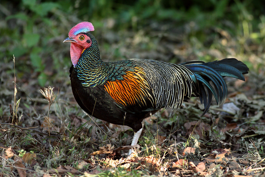 Detail Ayam Hutan Sri Lanka Nomer 20