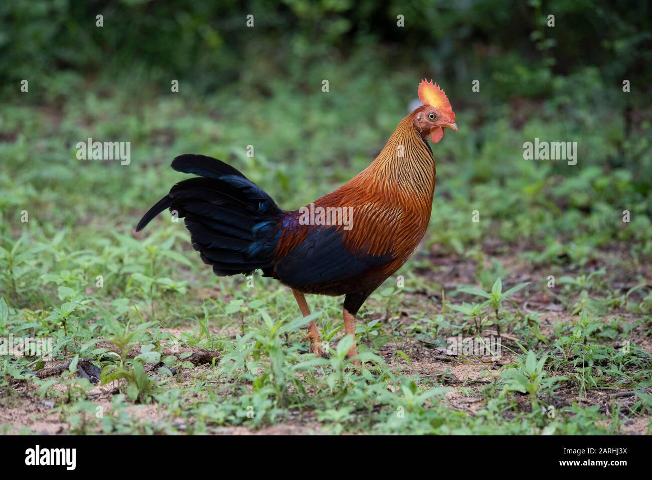 Detail Ayam Hutan Sri Lanka Nomer 21