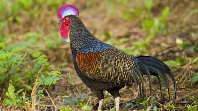 Download Ayam Hutan Sri Lanka Nomer 23