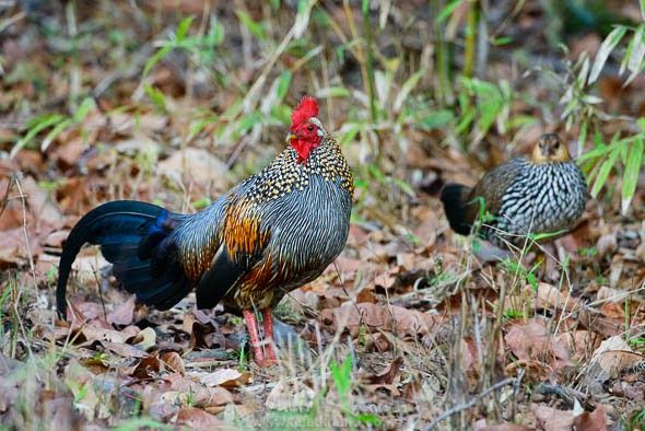 Detail Ayam Hutan Sri Lanka Nomer 4