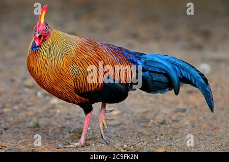 Detail Ayam Hutan Sri Lanka Nomer 28