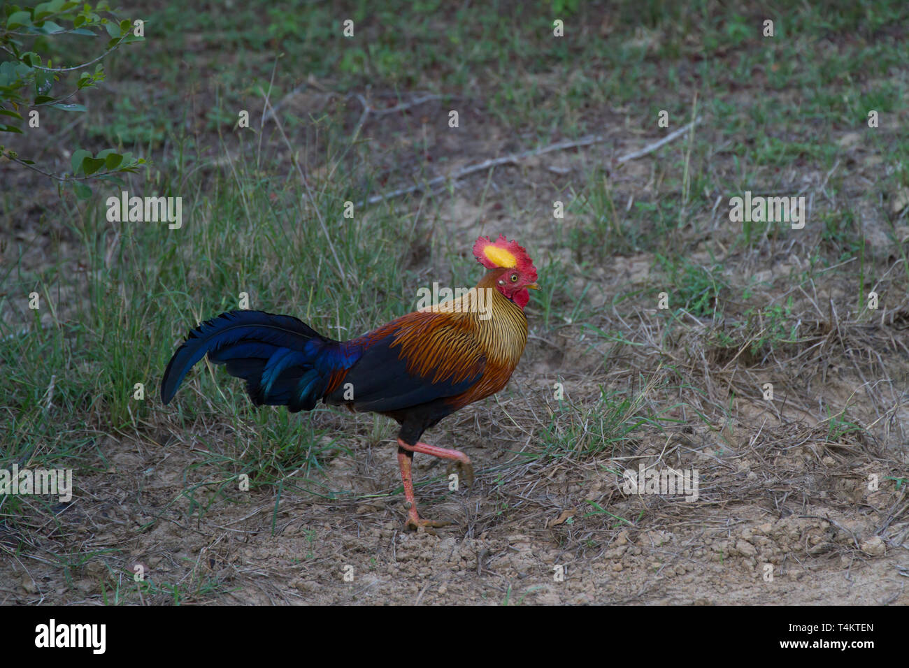 Detail Ayam Hutan Sri Lanka Nomer 31