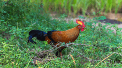 Detail Ayam Hutan Sri Lanka Nomer 32