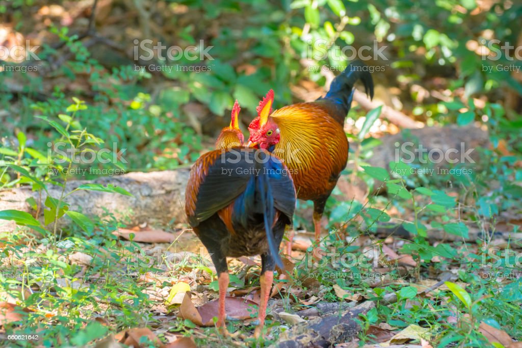 Detail Ayam Hutan Sri Lanka Nomer 34