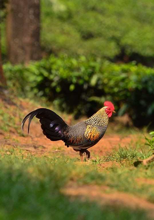 Detail Ayam Hutan Sri Lanka Nomer 35