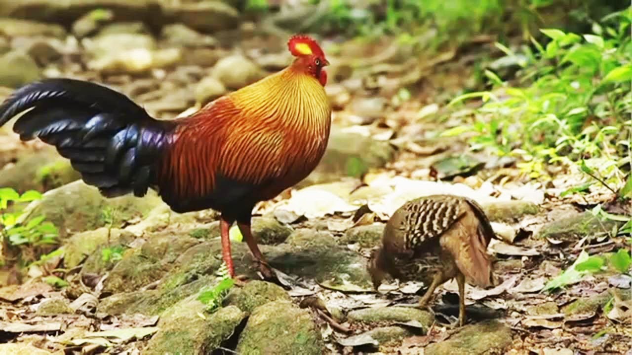 Detail Ayam Hutan Sri Lanka Nomer 5