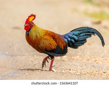 Detail Ayam Hutan Sri Lanka Nomer 37