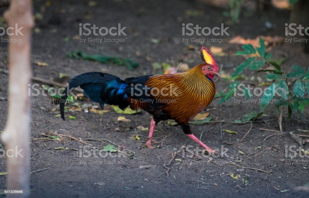 Detail Ayam Hutan Sri Lanka Nomer 39