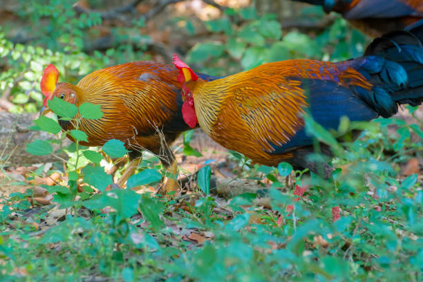 Detail Ayam Hutan Sri Lanka Nomer 41