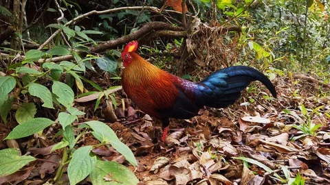 Detail Ayam Hutan Sri Lanka Nomer 50