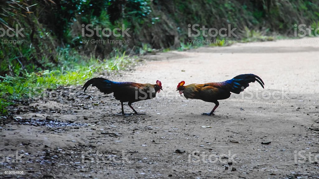 Detail Ayam Hutan Sri Lanka Nomer 51