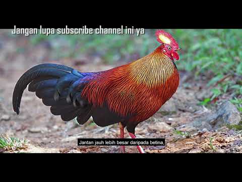 Detail Ayam Hutan Sri Lanka Nomer 7