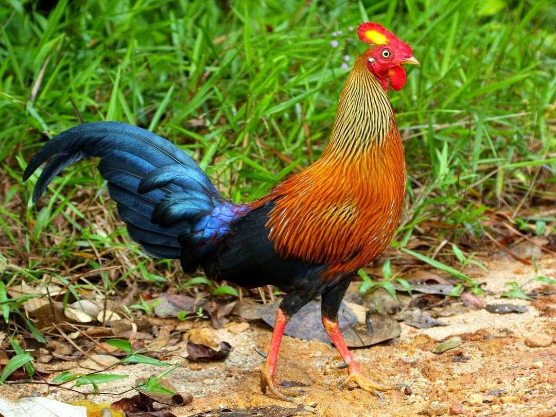 Detail Ayam Hutan Sri Lanka Nomer 8