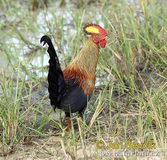 Detail Ayam Hutan Sri Lanka Nomer 9