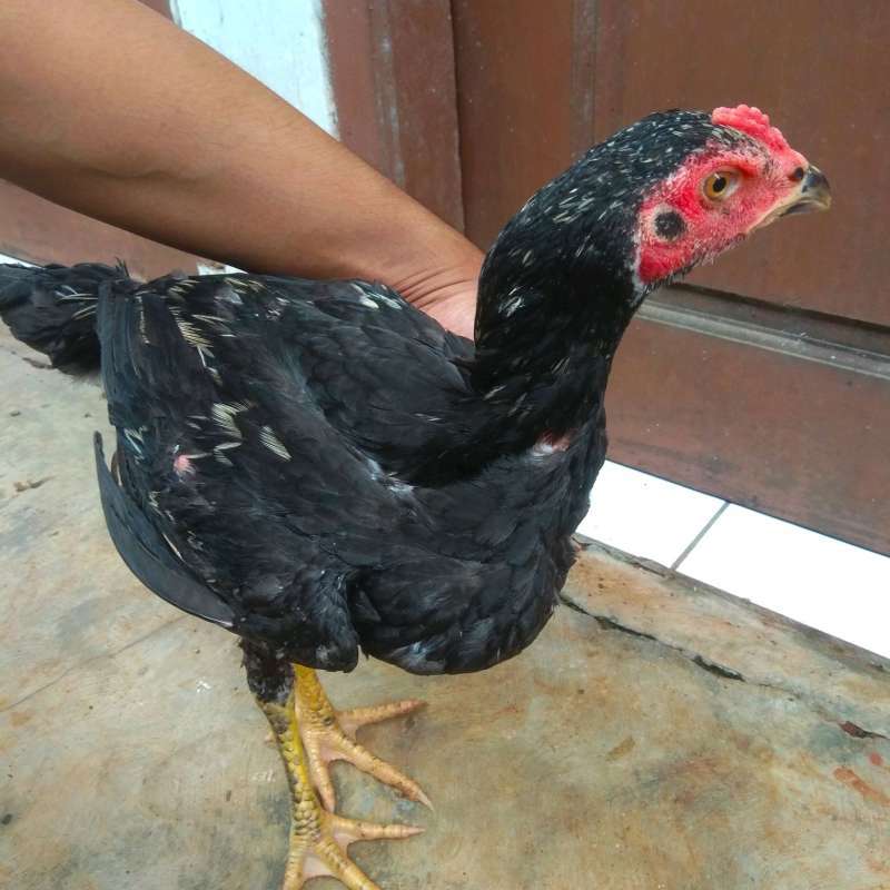 Detail Ayam Jago Hitam Putih Nomer 26