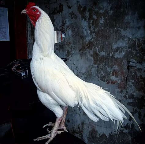 Detail Ayam Jago Hitam Putih Nomer 33