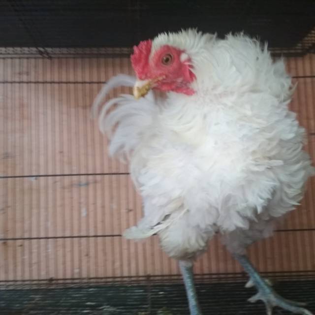 Detail Ayam Jago Hitam Putih Nomer 40