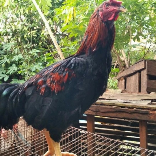 Detail Ayam Jago Jawa Nomer 33