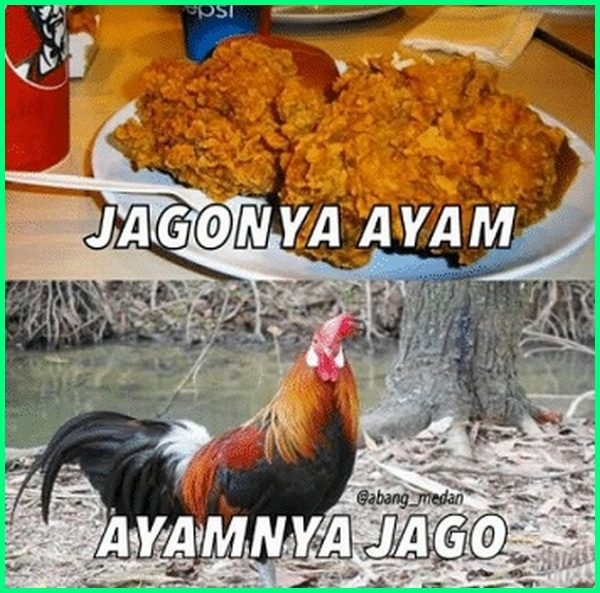 Detail Ayam Jago Lucu Nomer 35