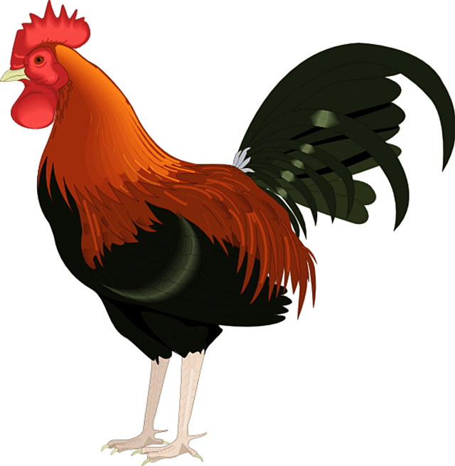 Detail Ayam Jago Vector Nomer 3