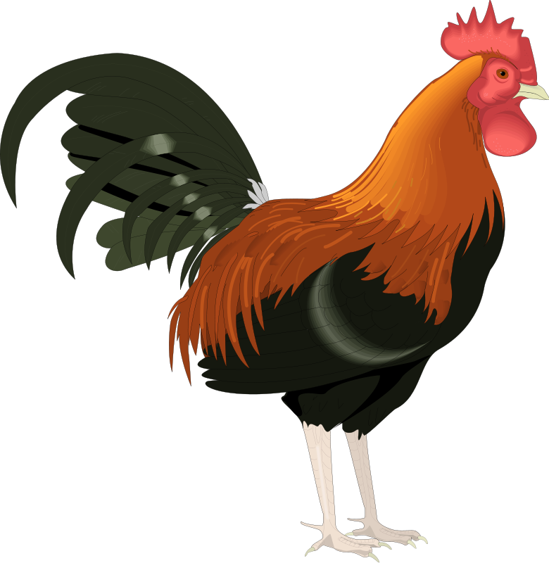 Detail Ayam Jago Vector Nomer 29