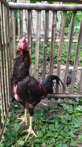 Detail Ayam Jalu Lepek Nomer 46