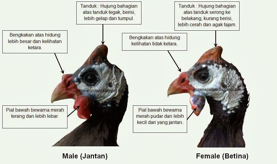 Detail Ayam Jantan Dan Betina Nomer 10