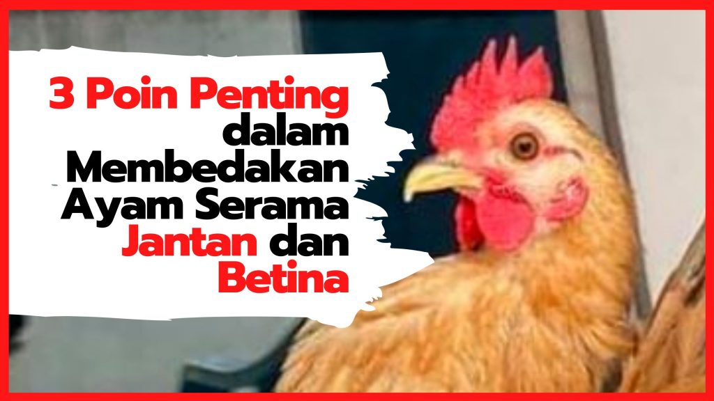 Detail Ayam Jantan Dan Betina Nomer 25