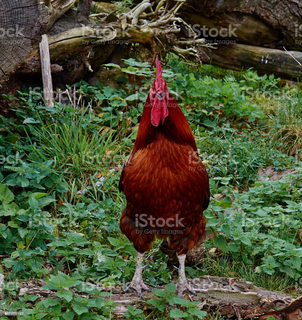 Detail Ayam Jantan Merah Nomer 28