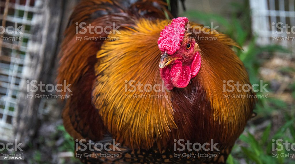 Detail Ayam Jantan Merah Nomer 6