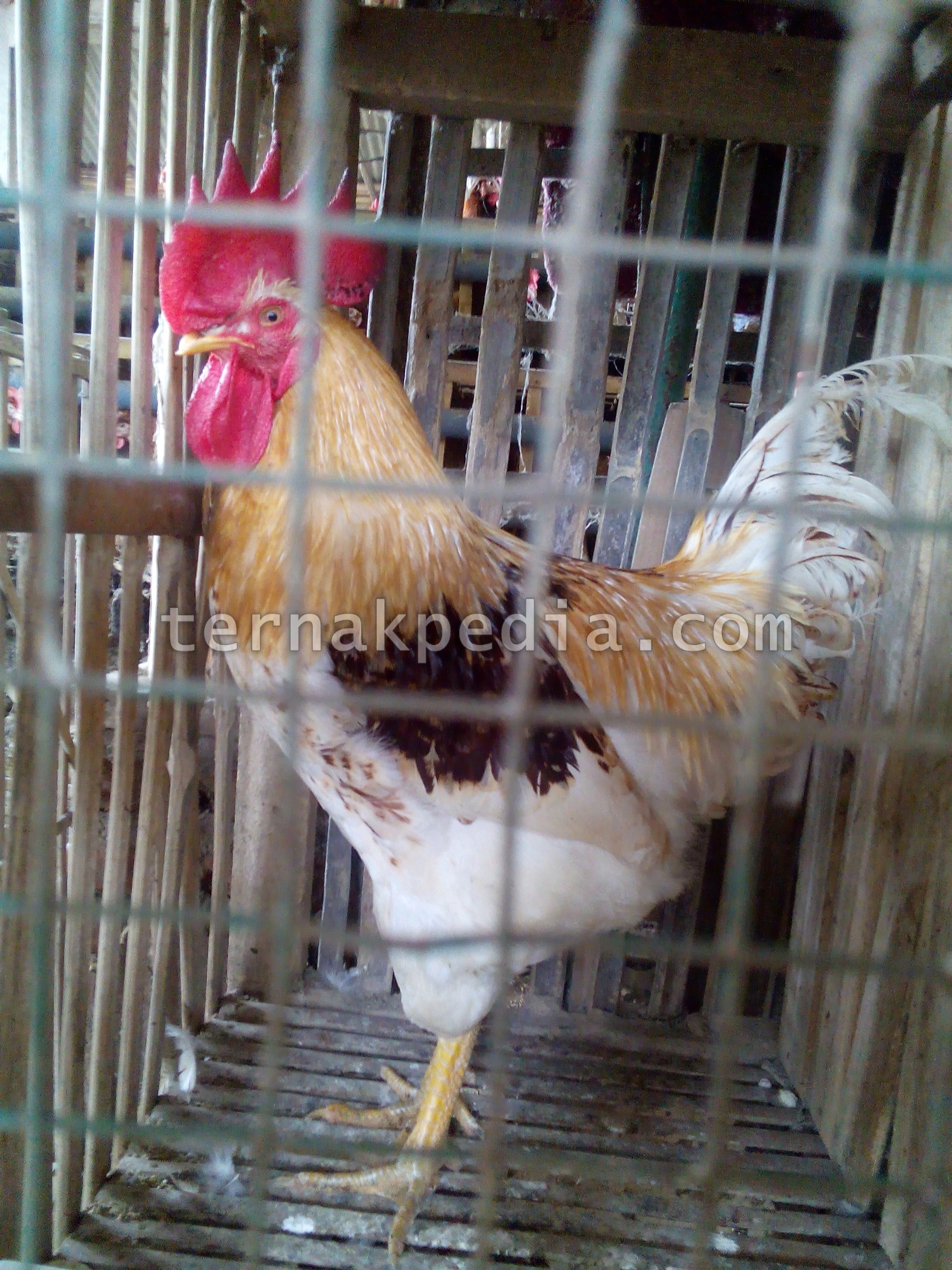 Detail Ayam Jantan Merah Nomer 48